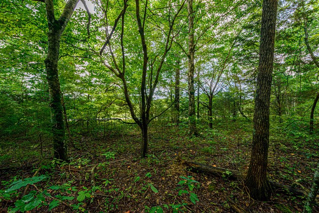 2 Rose Hill Road Pulaski, TN 38478 - Photo 2 of 15 Gallery Image 2
