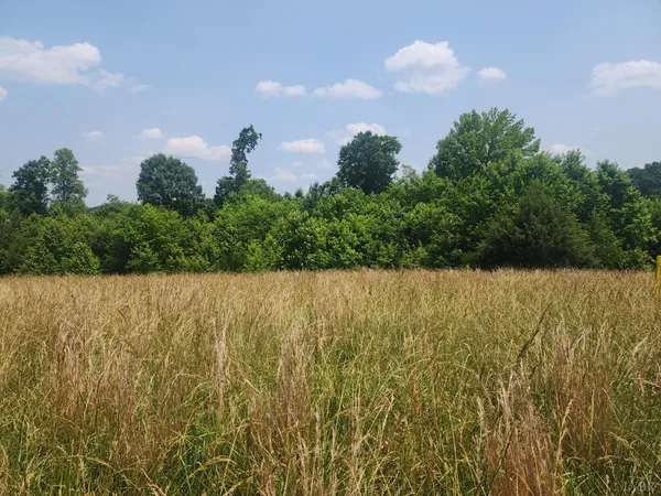 a view of a yard