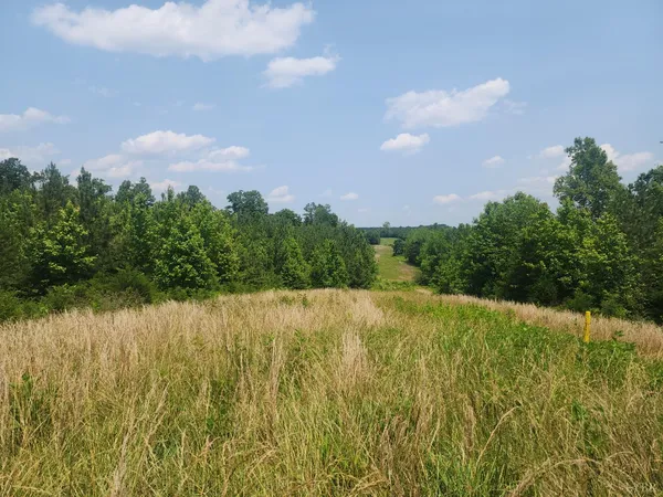 a view of a lake in middle of the forest