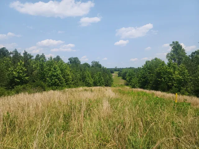 a view of a lake in middle of the forest