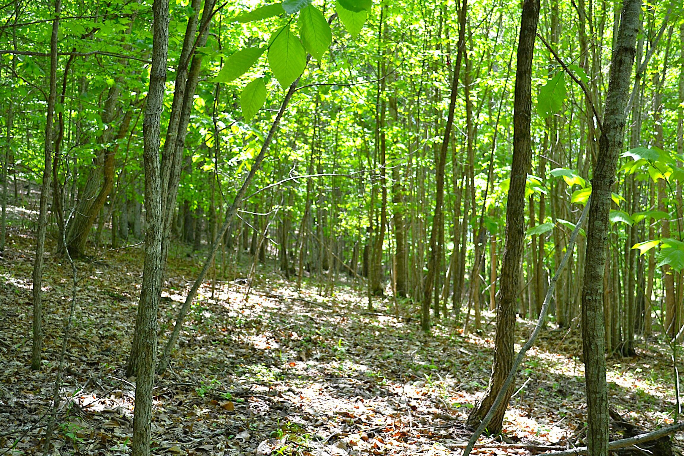 Germany Road Renick, WV 24966 - Photo 10 of 22 Gallery Image 10