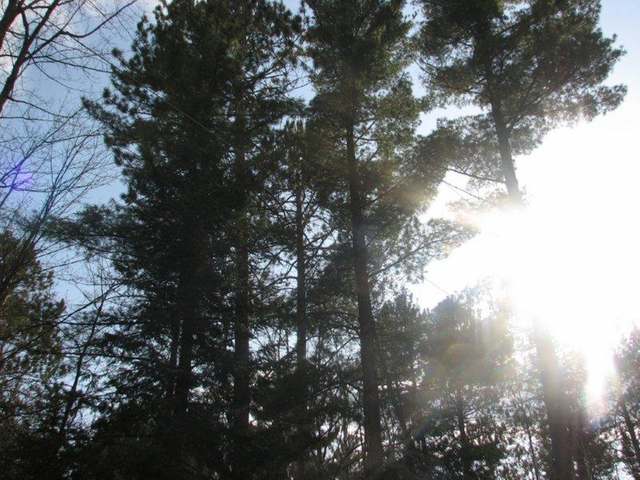 Lot 2 Half Mile Road St. Germain, WI 54558 - Photo 8 of 9 Gallery Image 8