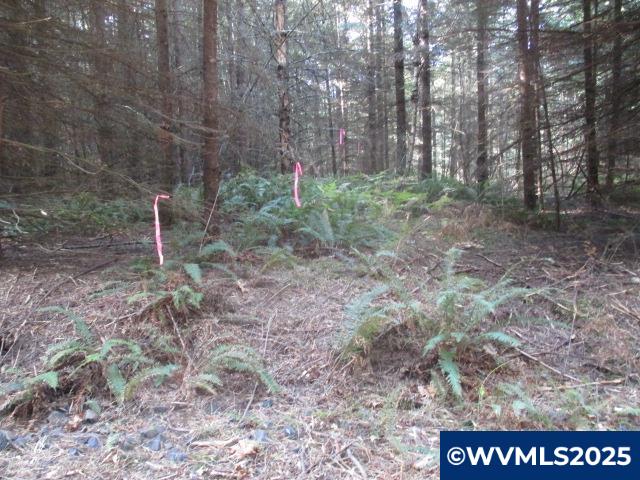 Lot 900-901 Hazelnut Ridge Road Scotts Mills, OR 97375 - Photo 7 of 23 Gallery Image 7