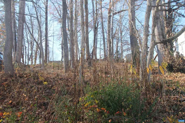a view of forest