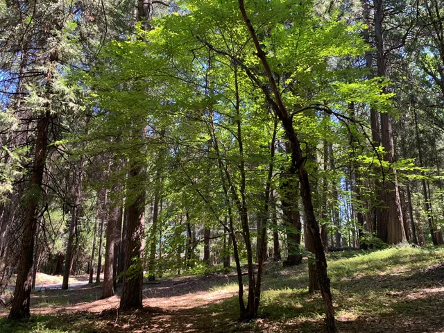 $225,000 | 12043 Pasquale Road, Nevada City, CA 95959