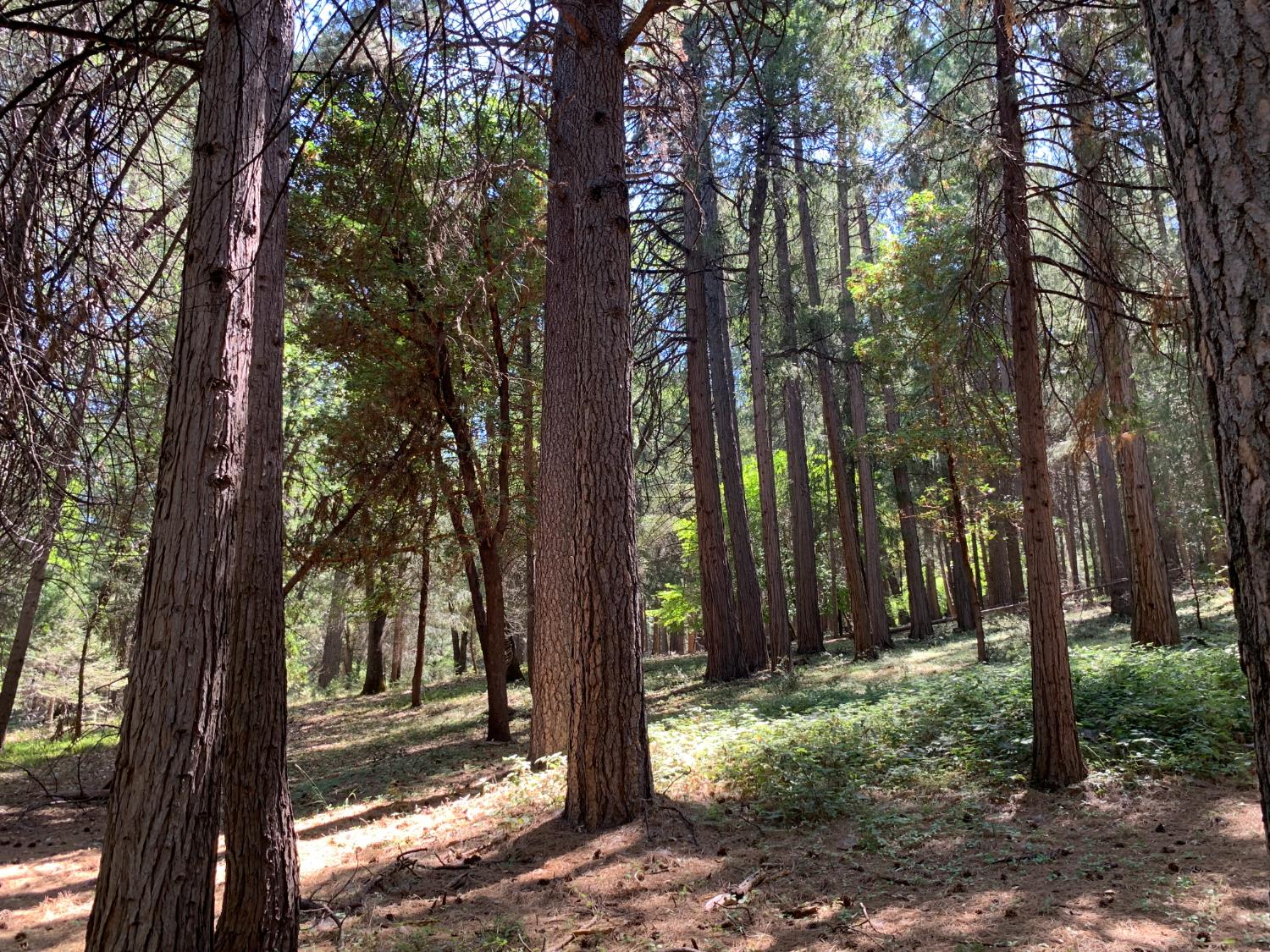 12043 Pasquale Road Nevada City, CA 95959 - Photo 11 of 27