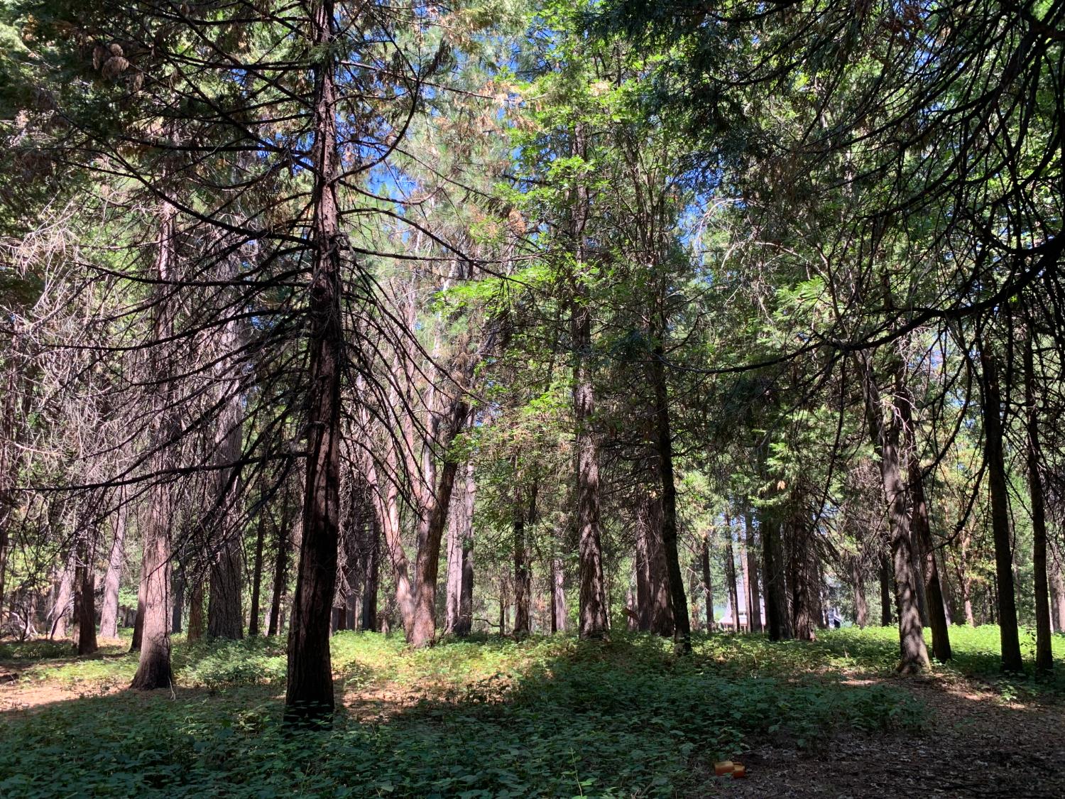 12043 Pasquale Road Nevada City, CA 95959 - Photo 12 of 27