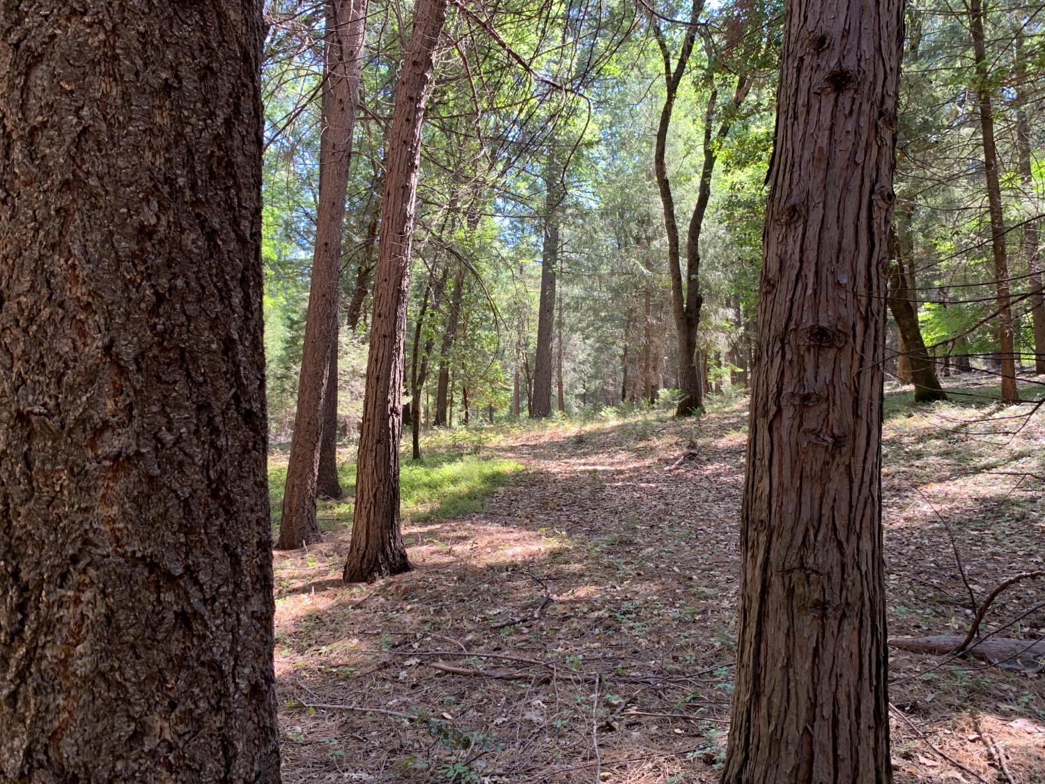 12043 Pasquale Road Nevada City, CA 95959 - Photo 14 of 27