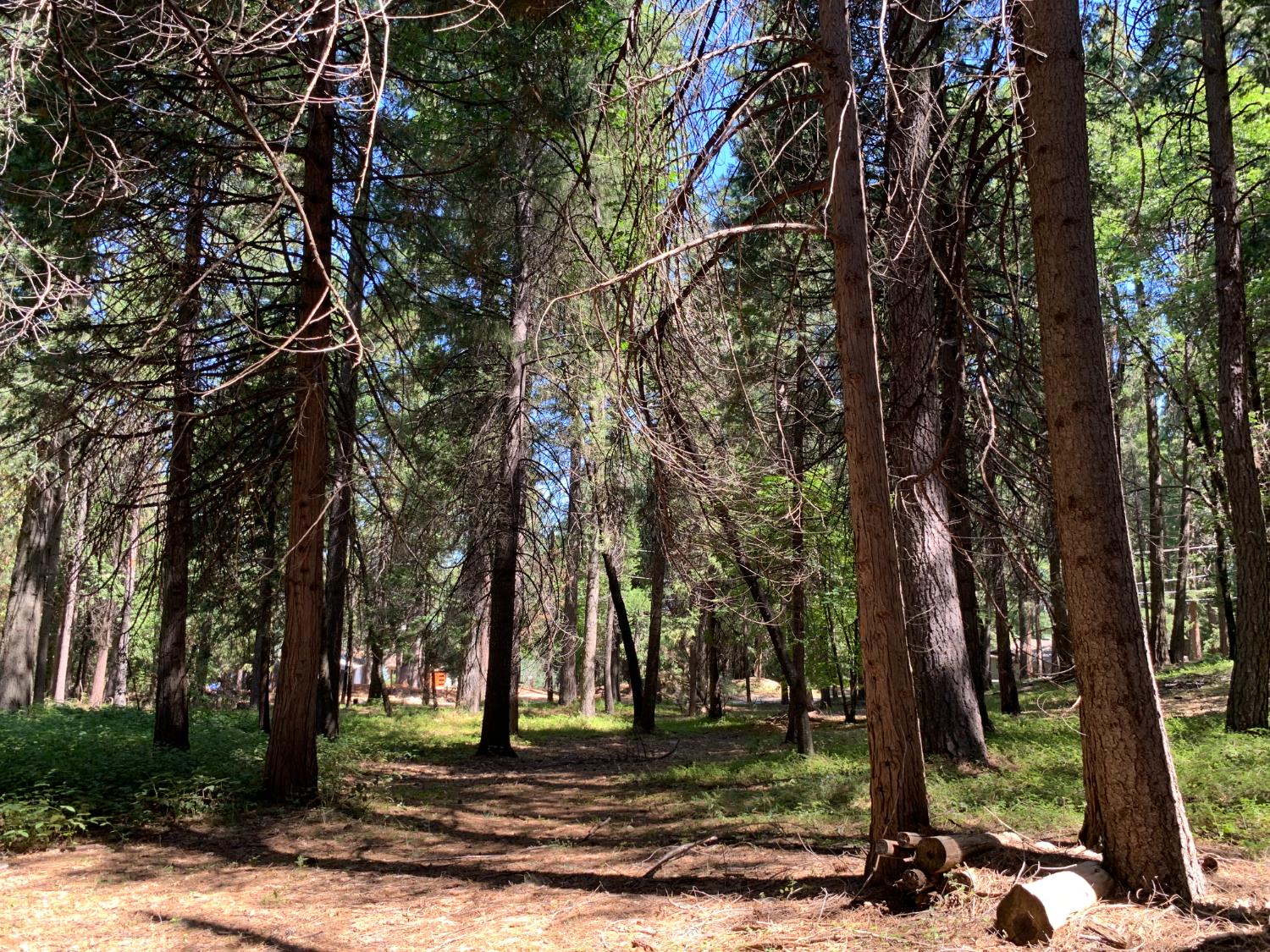 12043 Pasquale Road Nevada City, CA 95959 - Photo 15 of 27