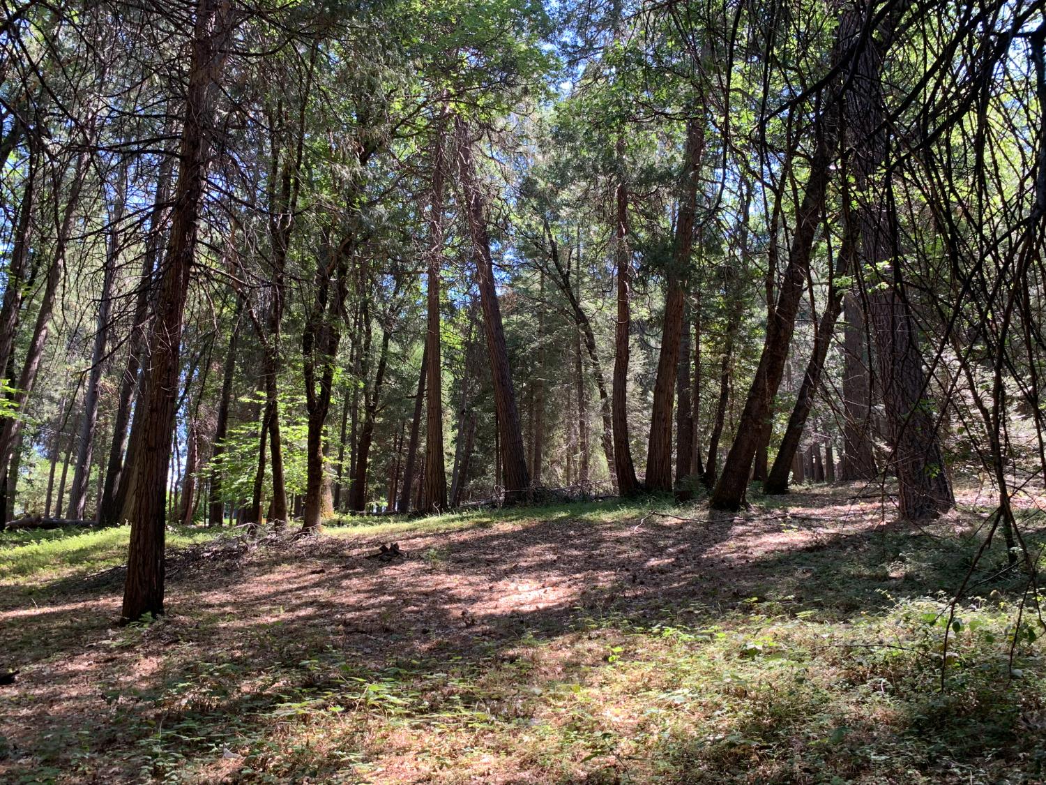 12043 Pasquale Road Nevada City, CA 95959 - Photo 16 of 27