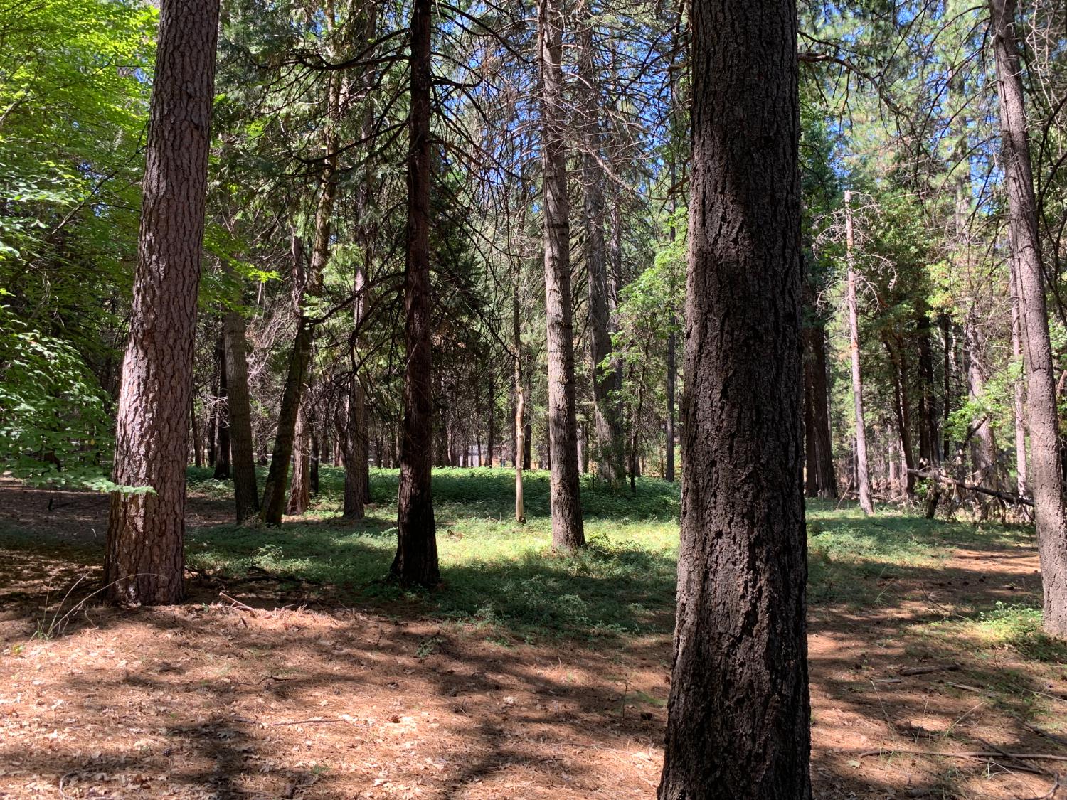 12043 Pasquale Road Nevada City, CA 95959 - Photo 17 of 27