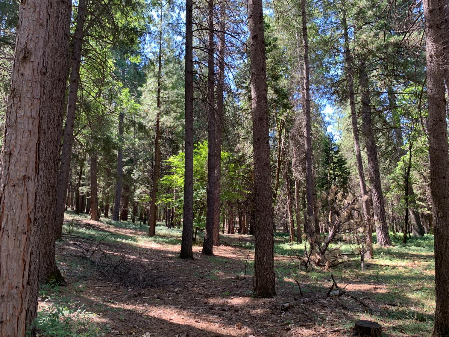 12043 Pasquale Road Nevada City, CA 95959 - Photo 19 of 27