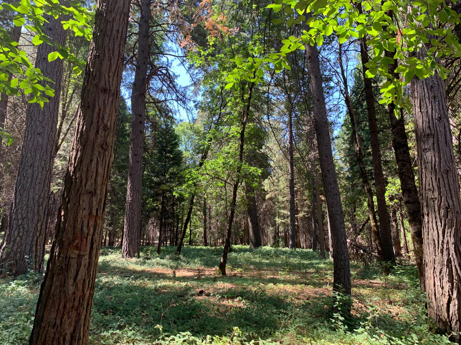 12043 Pasquale Road Nevada City, CA 95959 - Photo 20 of 27