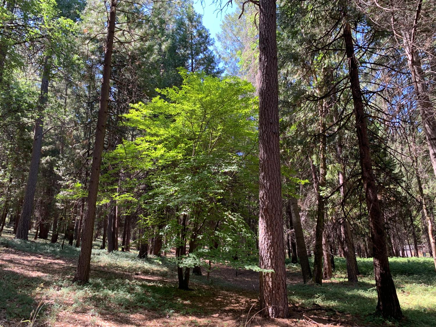 12043 Pasquale Road Nevada City, CA 95959 - Photo 2 of 27