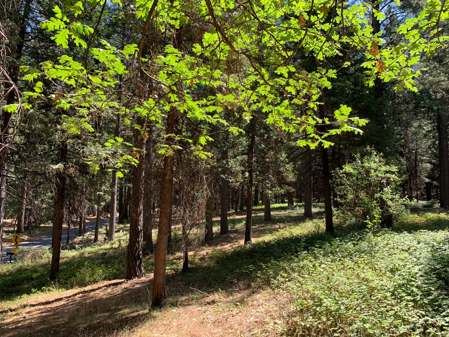12043 Pasquale Road Nevada City, CA 95959 - Photo 25 of 27