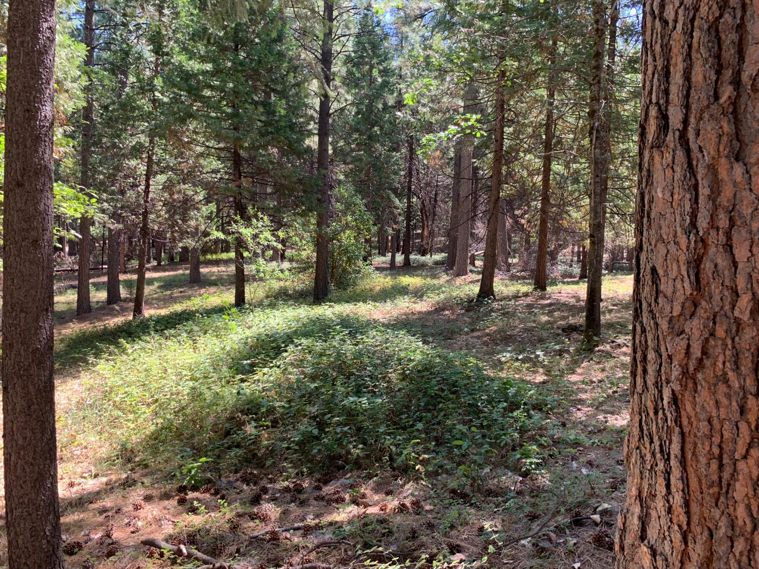 12043 Pasquale Road Nevada City, CA 95959 - Photo 27 of 27