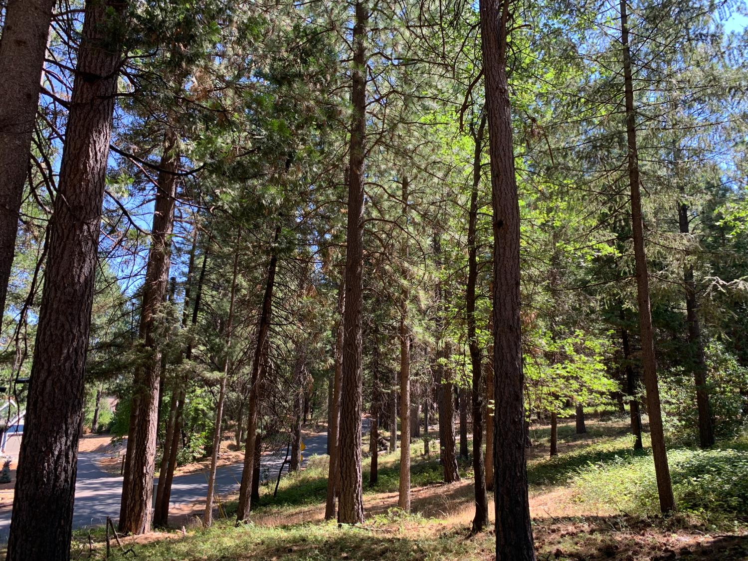 12043 Pasquale Road Nevada City, CA 95959 - Photo 5 of 27