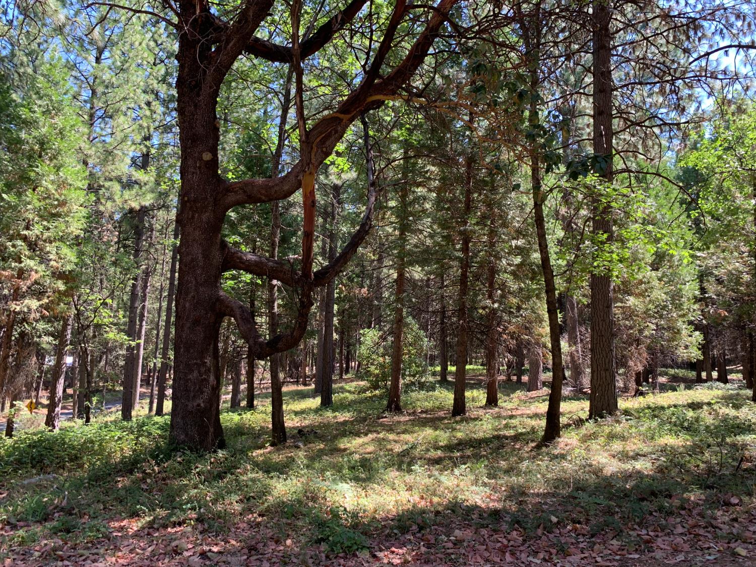 12043 Pasquale Road Nevada City, CA 95959 - Photo 6 of 27