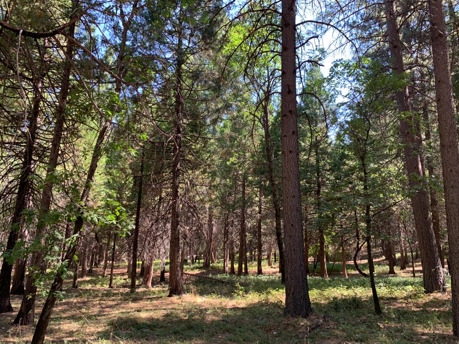 12043 Pasquale Road Nevada City, CA 95959 - Photo 9 of 27