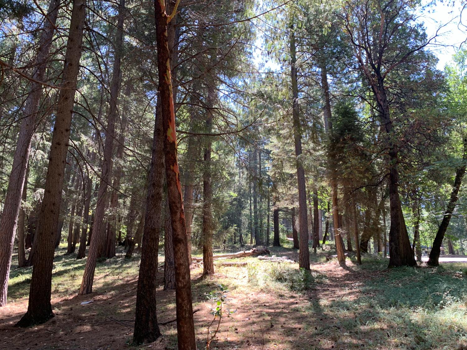 12043 Pasquale Road Nevada City, CA 95959 - Photo 10 of 27