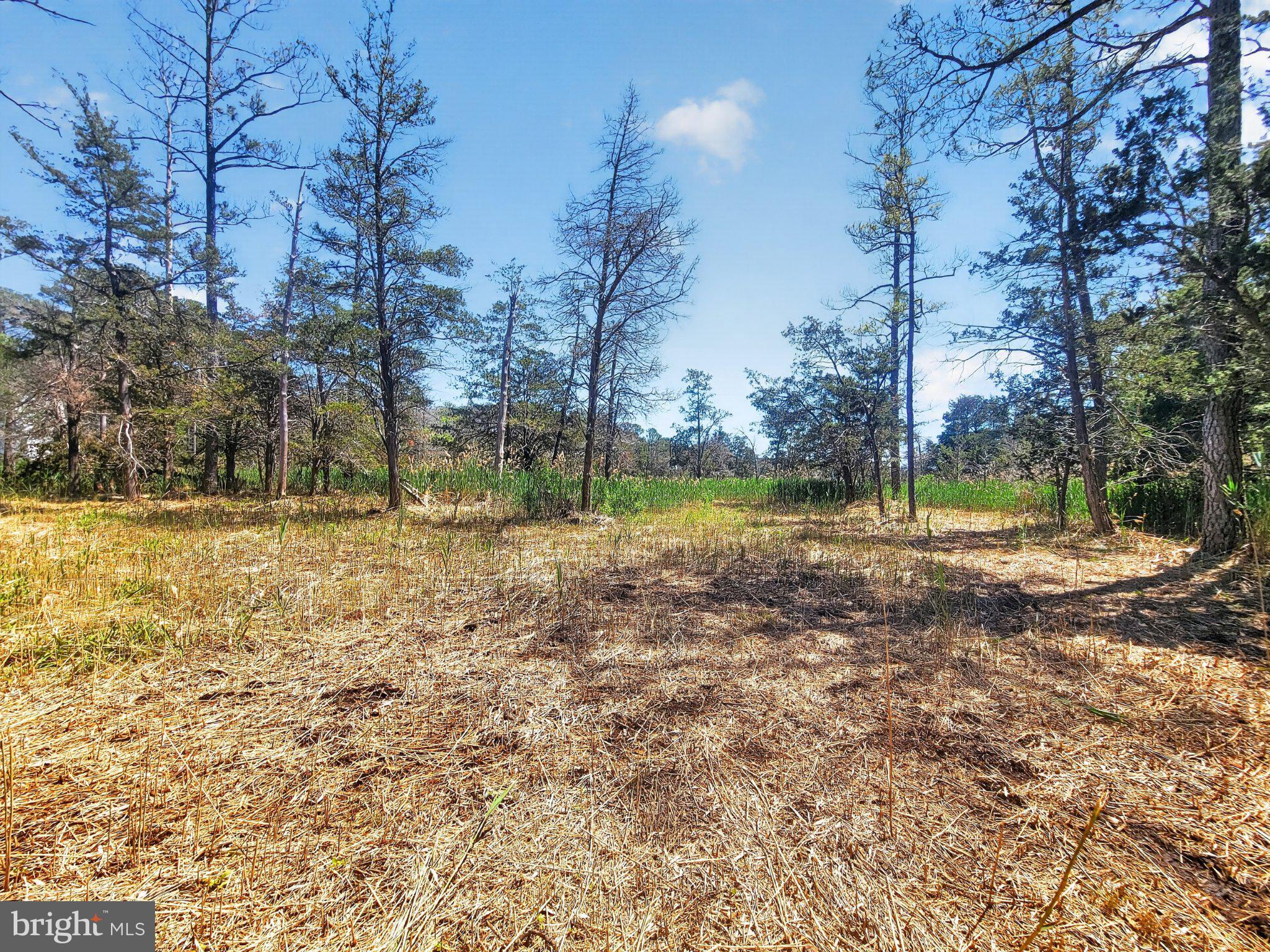 5214 David Greene Road Cambridge, MD 21613 - Photo 52 of 73 Serene woodland clearing awaits discovery.