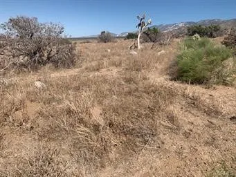 0 Emerald Road Irvine, CA 92614 - Photo 9 of 10 a view of a dry yard with trees