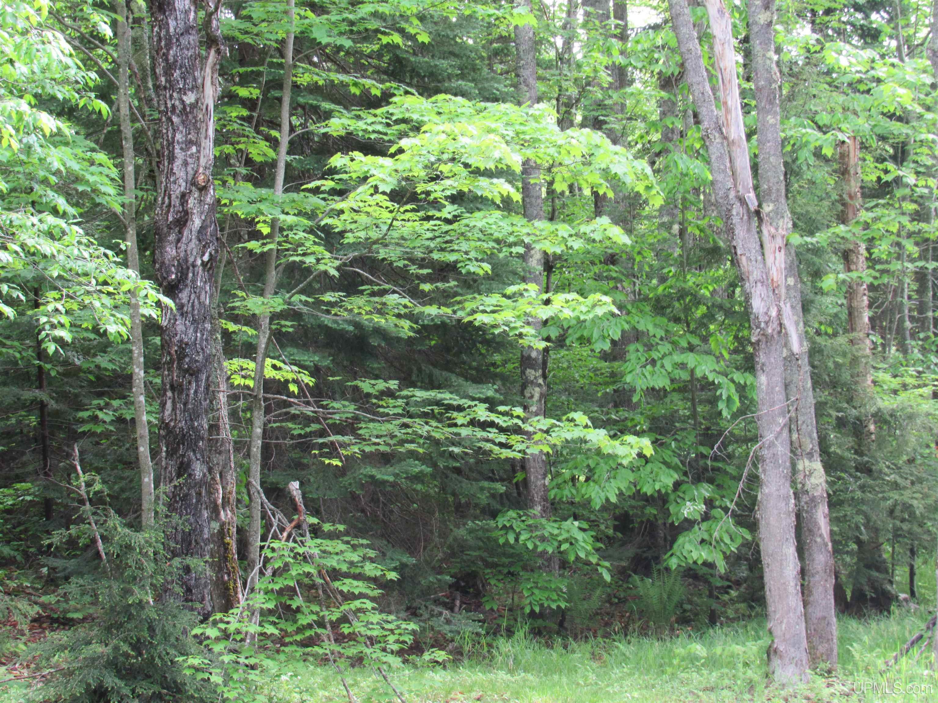 Tbd Tbd Sigan Camp Road Seney, MI 49883 - Photo 41 of 41