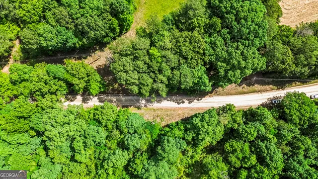a view of a lush green forest