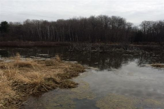 20 20 Mile Road Evart, MI 49631 - Photo 1 of 6 1 Pond-WR
