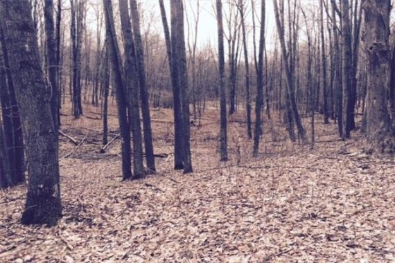 20 20 Mile Road Evart, MI 49631 - Photo 4 of 6 4 Mature Timber-WR