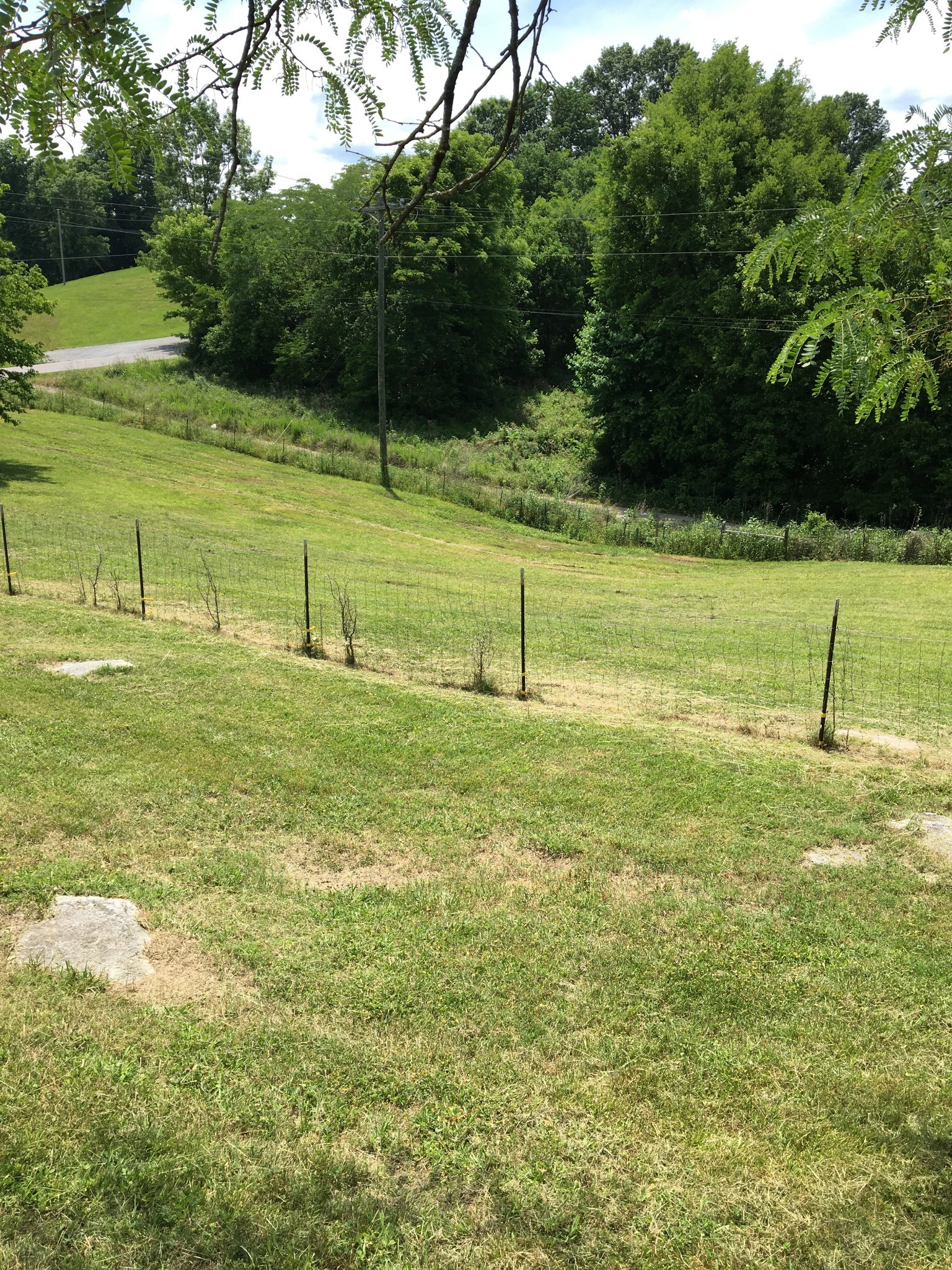 991 Berea Church Road Lebanon, TN 37087 - Photo 7 of 17 a view of yard with swimming pool and green space