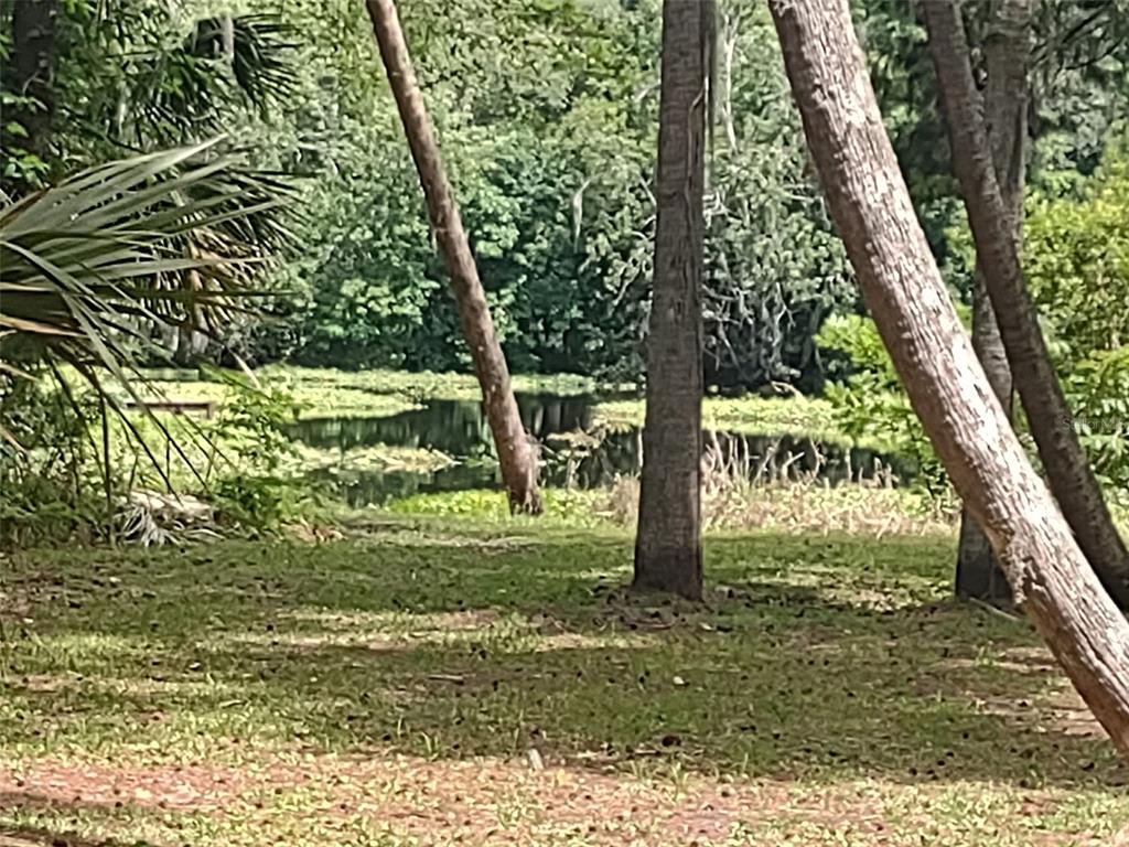 56508 Blue Creek Road Astor, FL 32102 - Photo 3 of 59