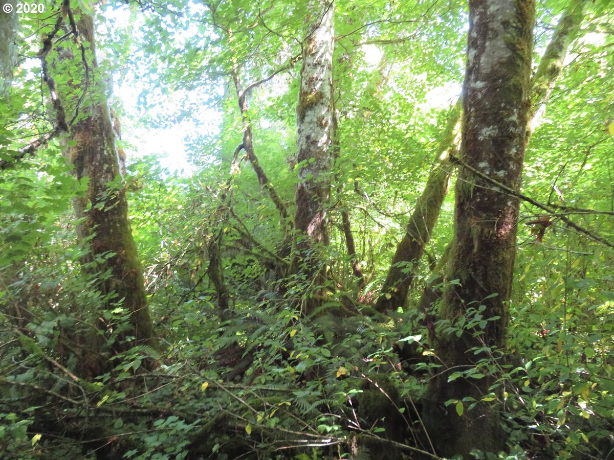 Walker Road Hoquiam, WA 98550 - Photo 24 of 32 Gallery Image 24