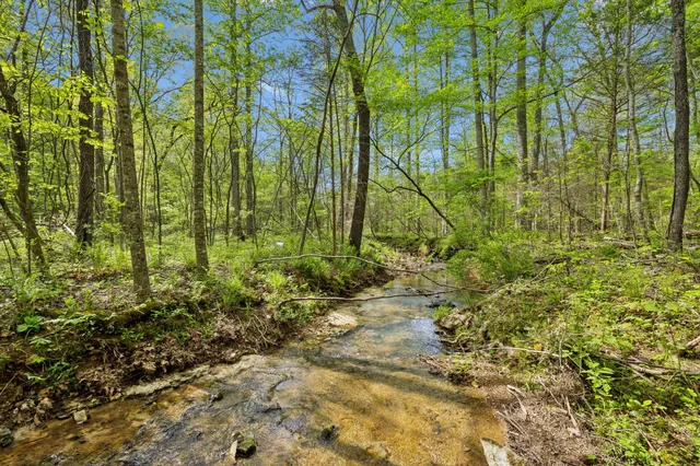 a view of a yard with plants