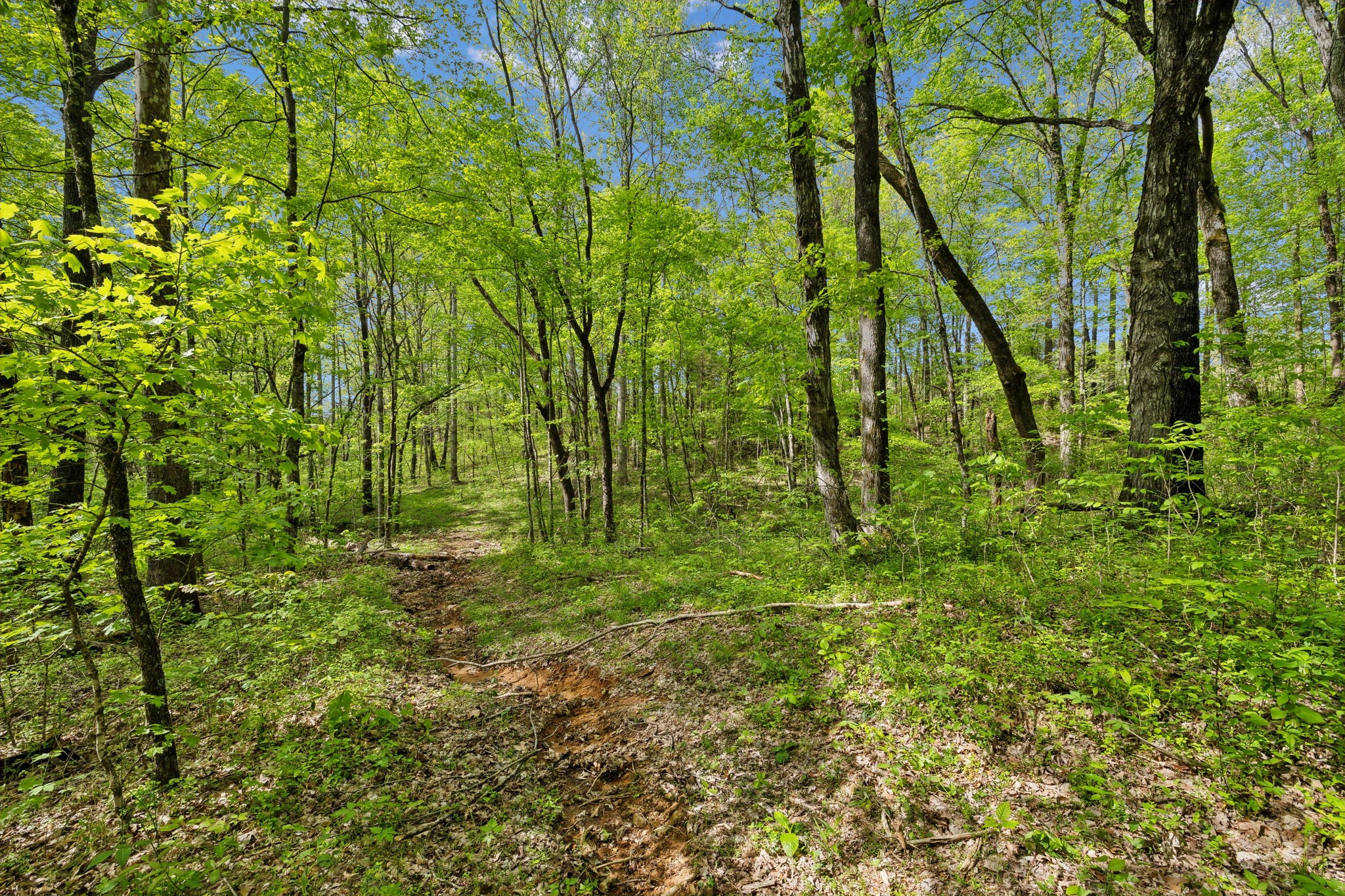 10924 Rials Branch Road Bon Aqua, TN 37025 - Photo 12 of 25 a view of yard
