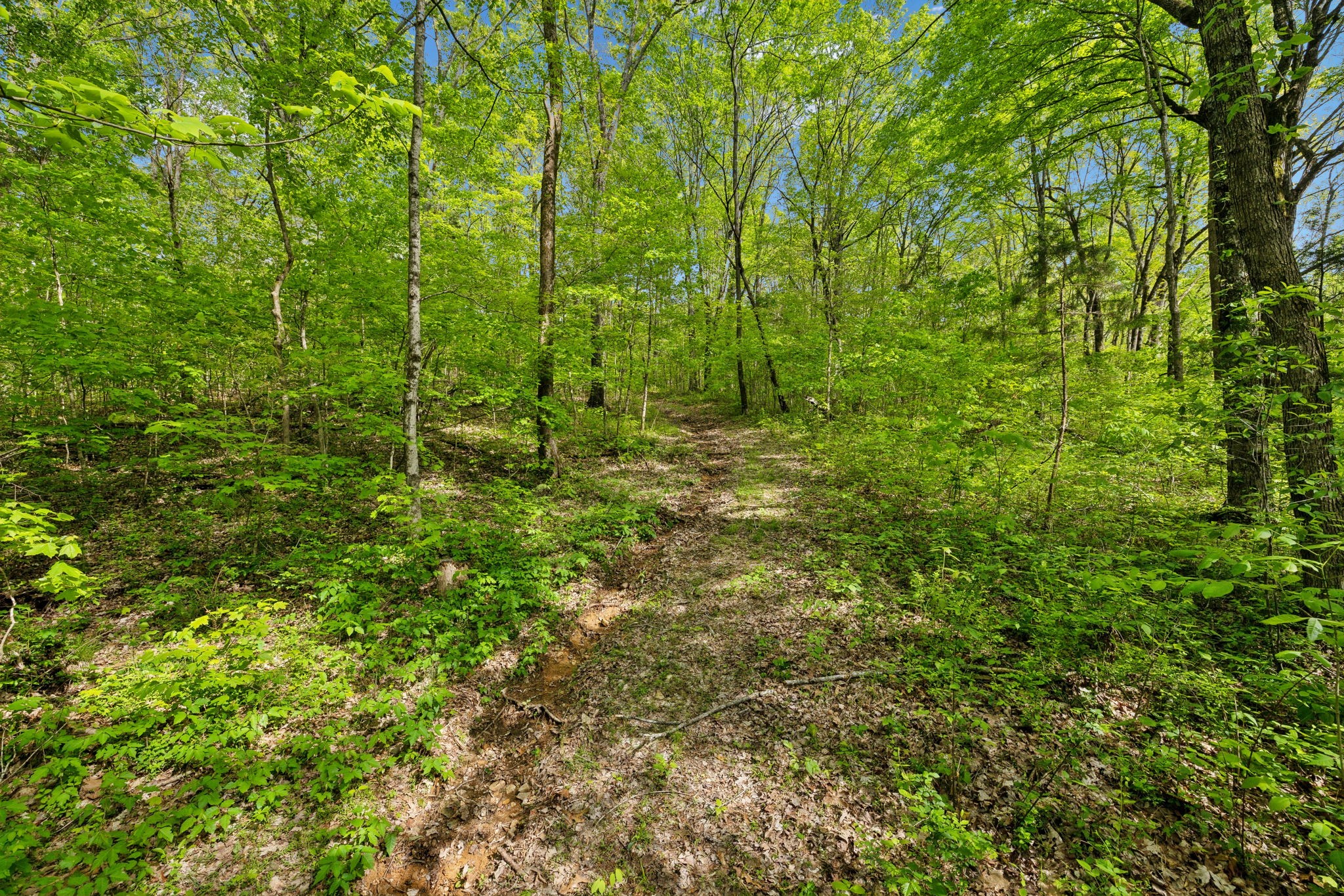10924 Rials Branch Road Bon Aqua, TN 37025 - Photo 18 of 25 a view of a lush green forest