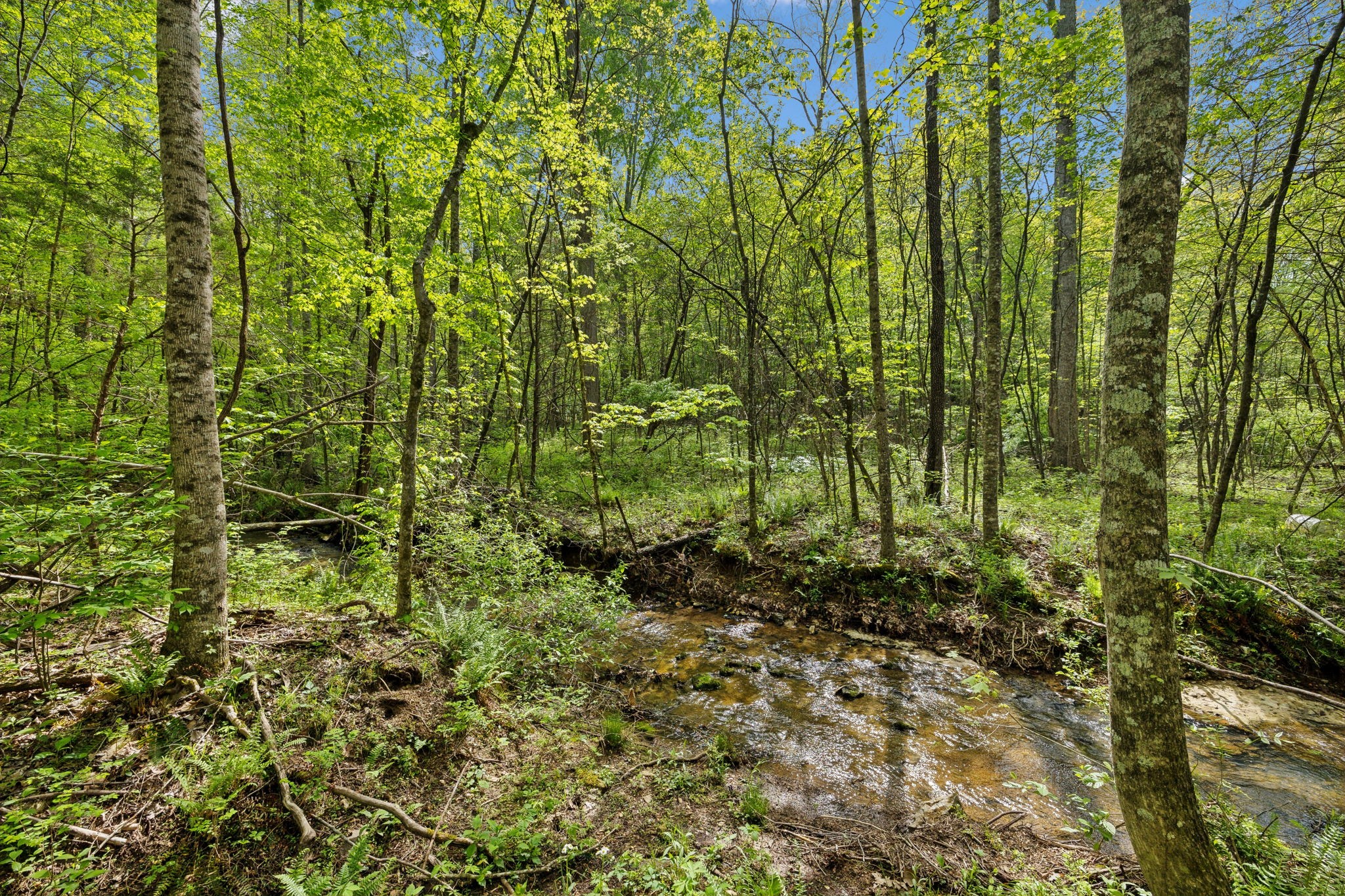 10924 Rials Branch Road Bon Aqua, TN 37025 - Photo 8 of 25 a view of a garden