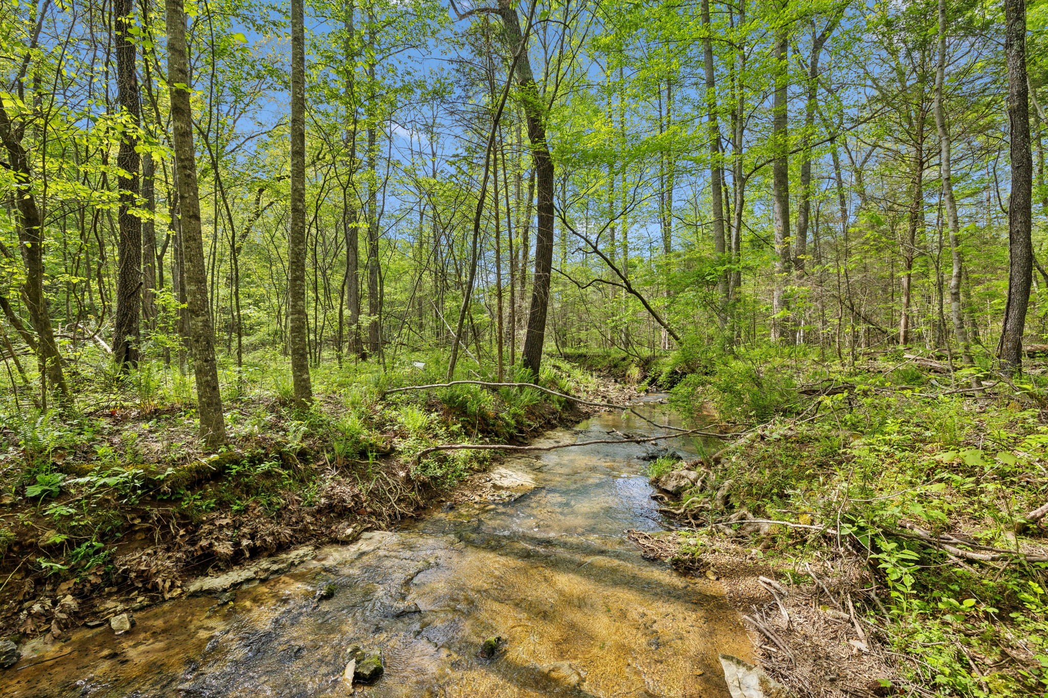 10924 Rials Branch Road Bon Aqua, TN 37025 - Photo 9 of 25 a view of a yard with plants
