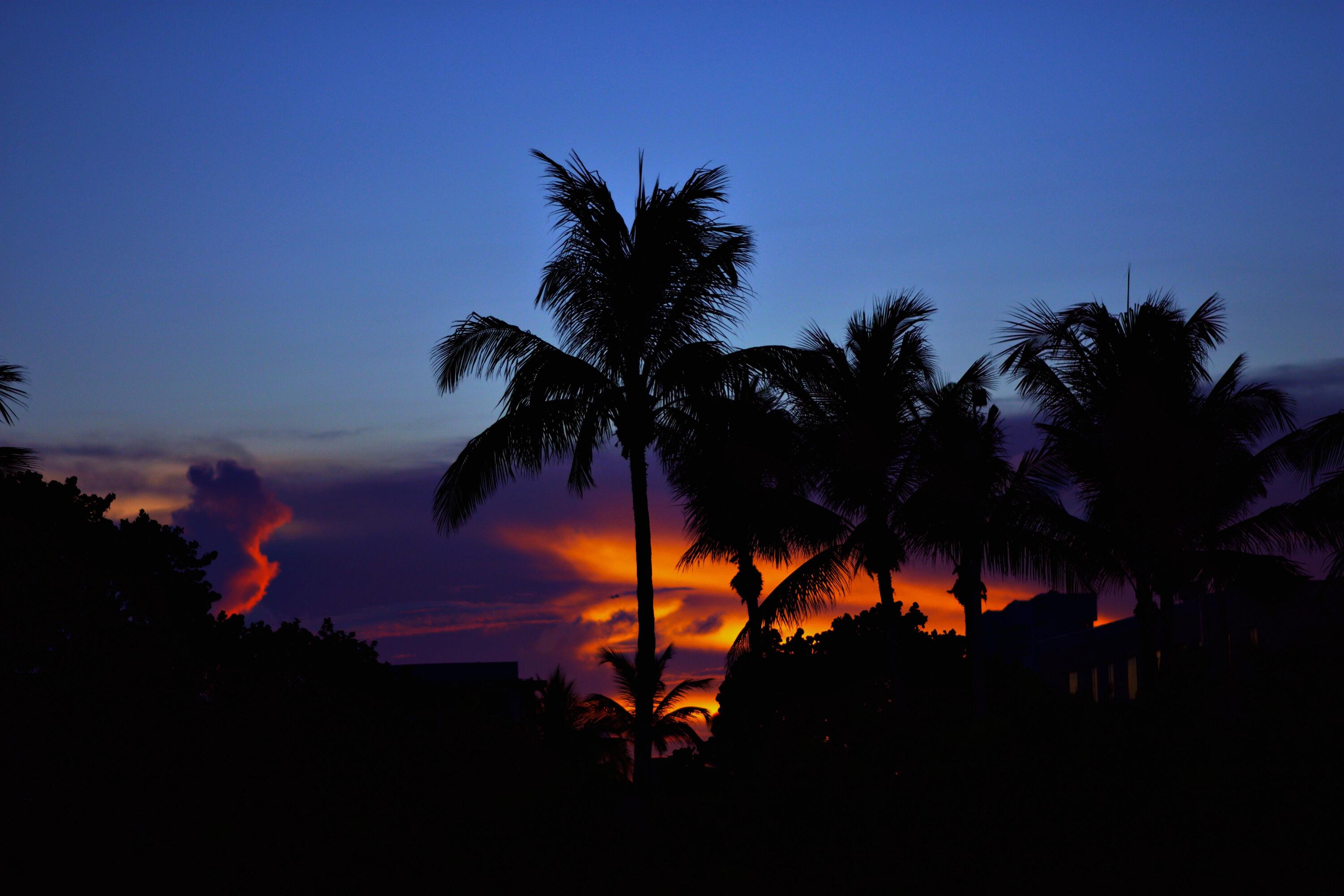 203 East Bay Cedar Circle Jupiter, FL 33458 - Photo 64 of 64 a sunset view with a tree in back