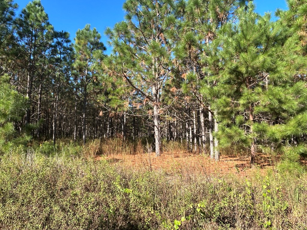 140/ Cty Road Headland, AL 36345 - Photo 19 of 33