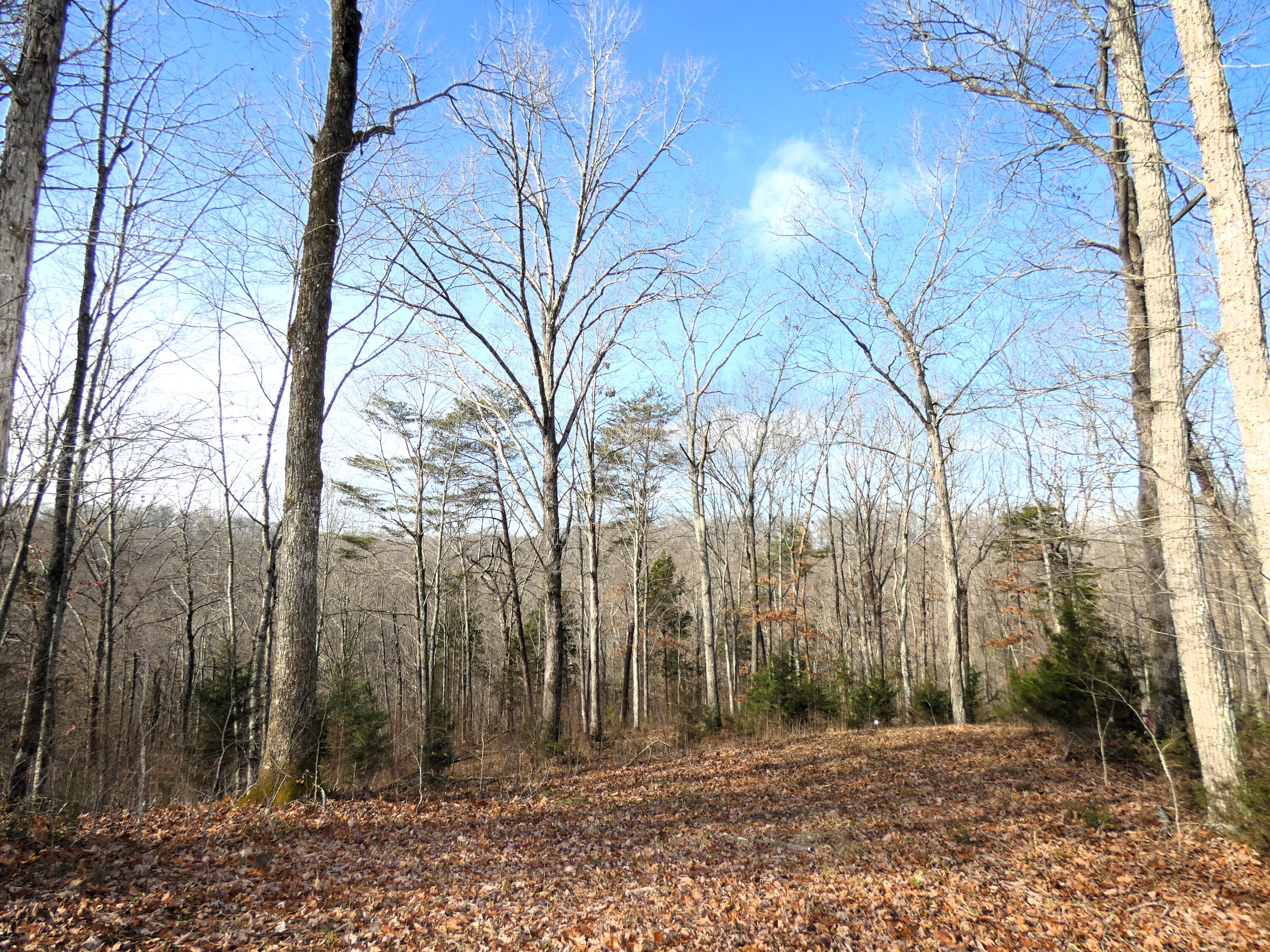 136 West Willow Point Road Monticello, KY 42633 - Photo 8 of 17 P1030088