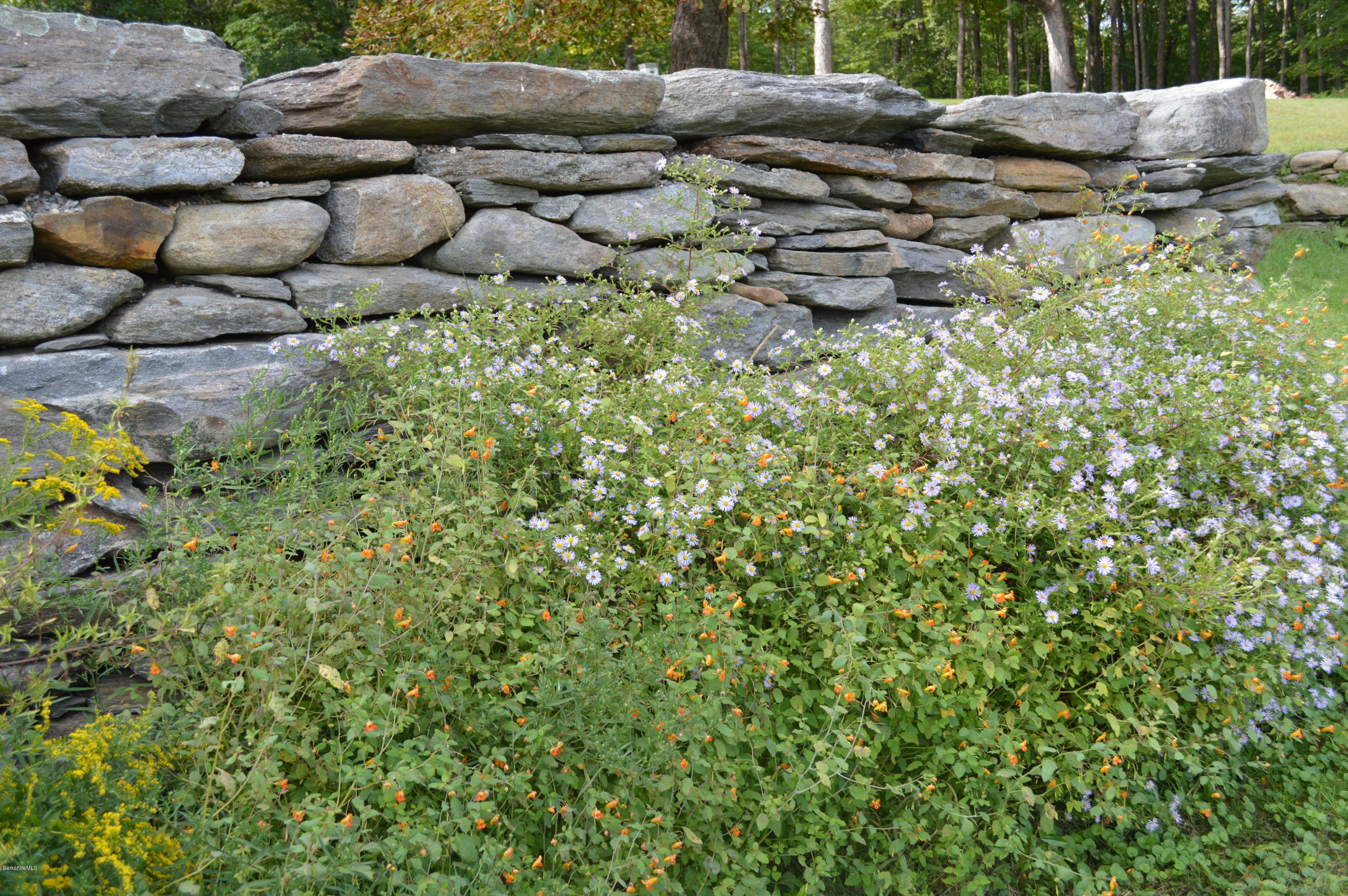 128 Chipman Road Middlefield, MA 01011 - Photo 16 of 61 a view of a bunch of plants and small trees