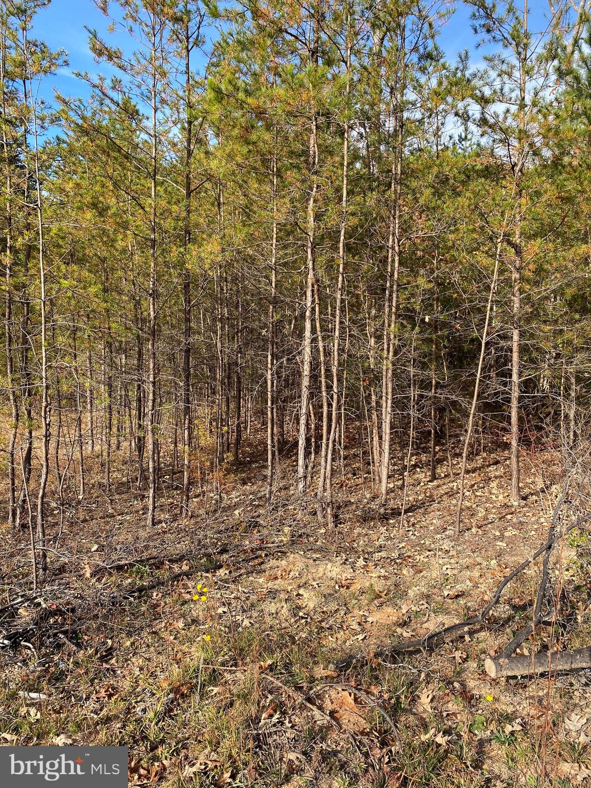 0 Courthouse Road Louisa, VA 23093 - Photo 2 of 3 Gallery Image 2