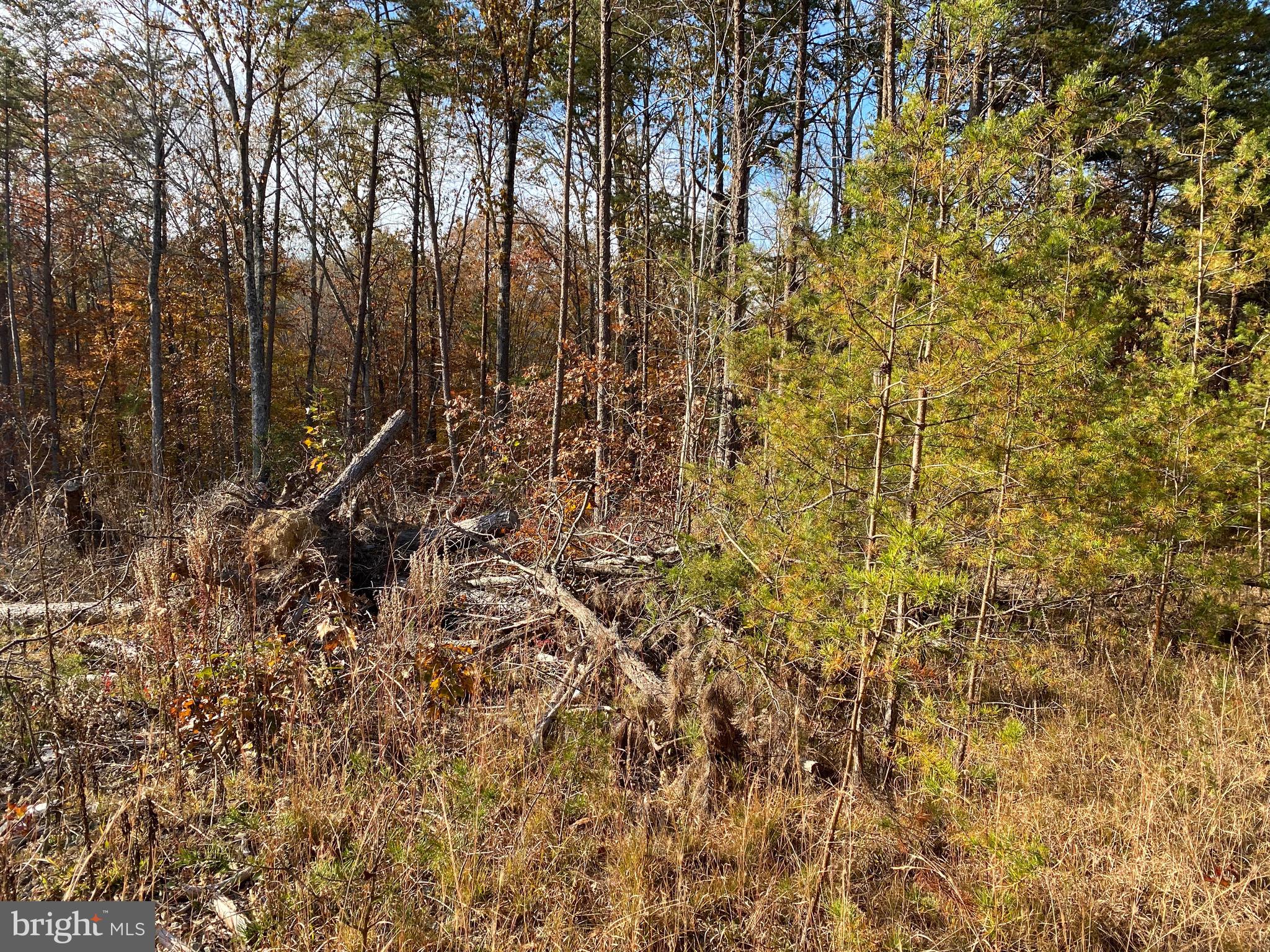 0 Courthouse Road Louisa, VA 23093 - Photo 3 of 3 Gallery Image 3