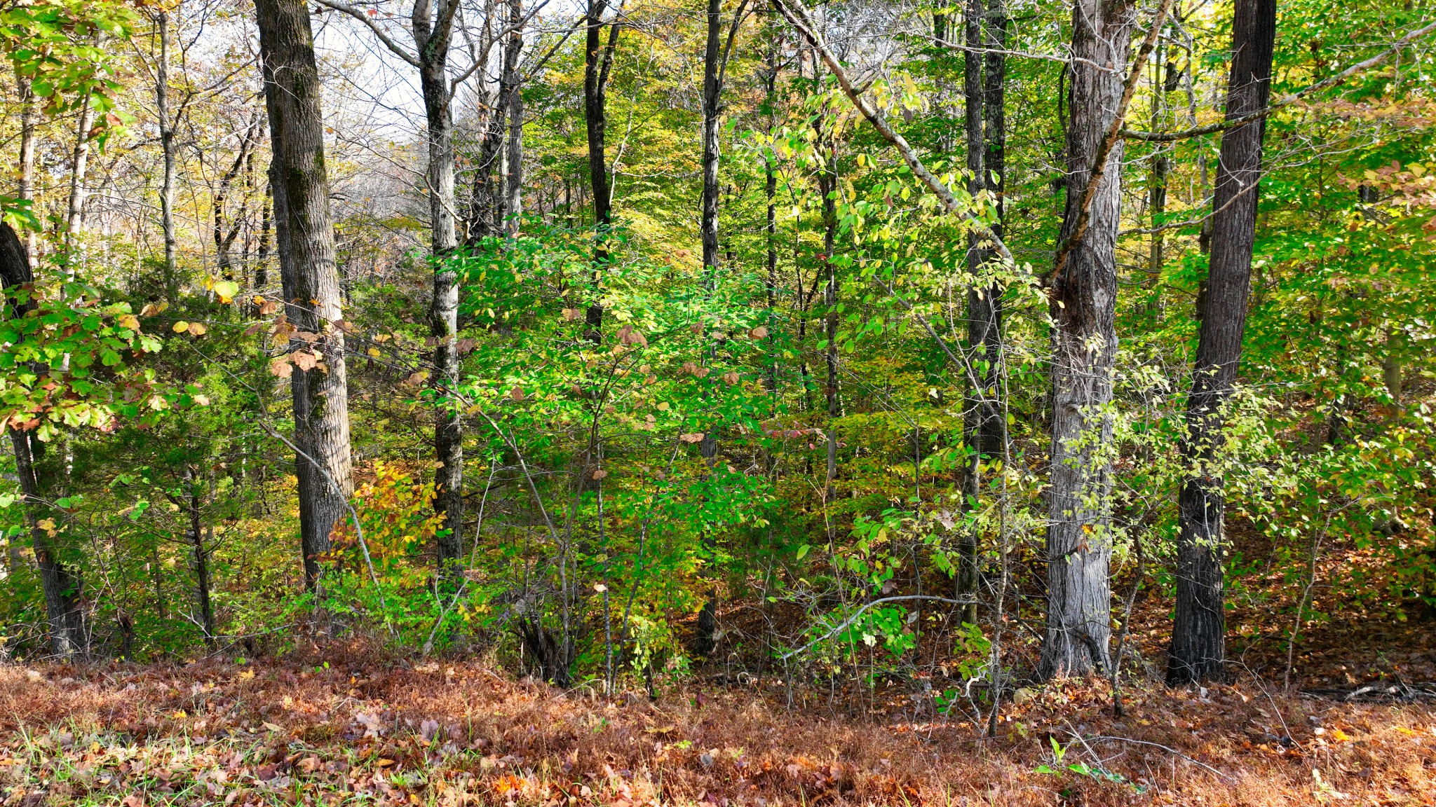 4 Shiloh Canaan Road Palmyra, TN 37142 - Photo 3 of 8 a view of a garden