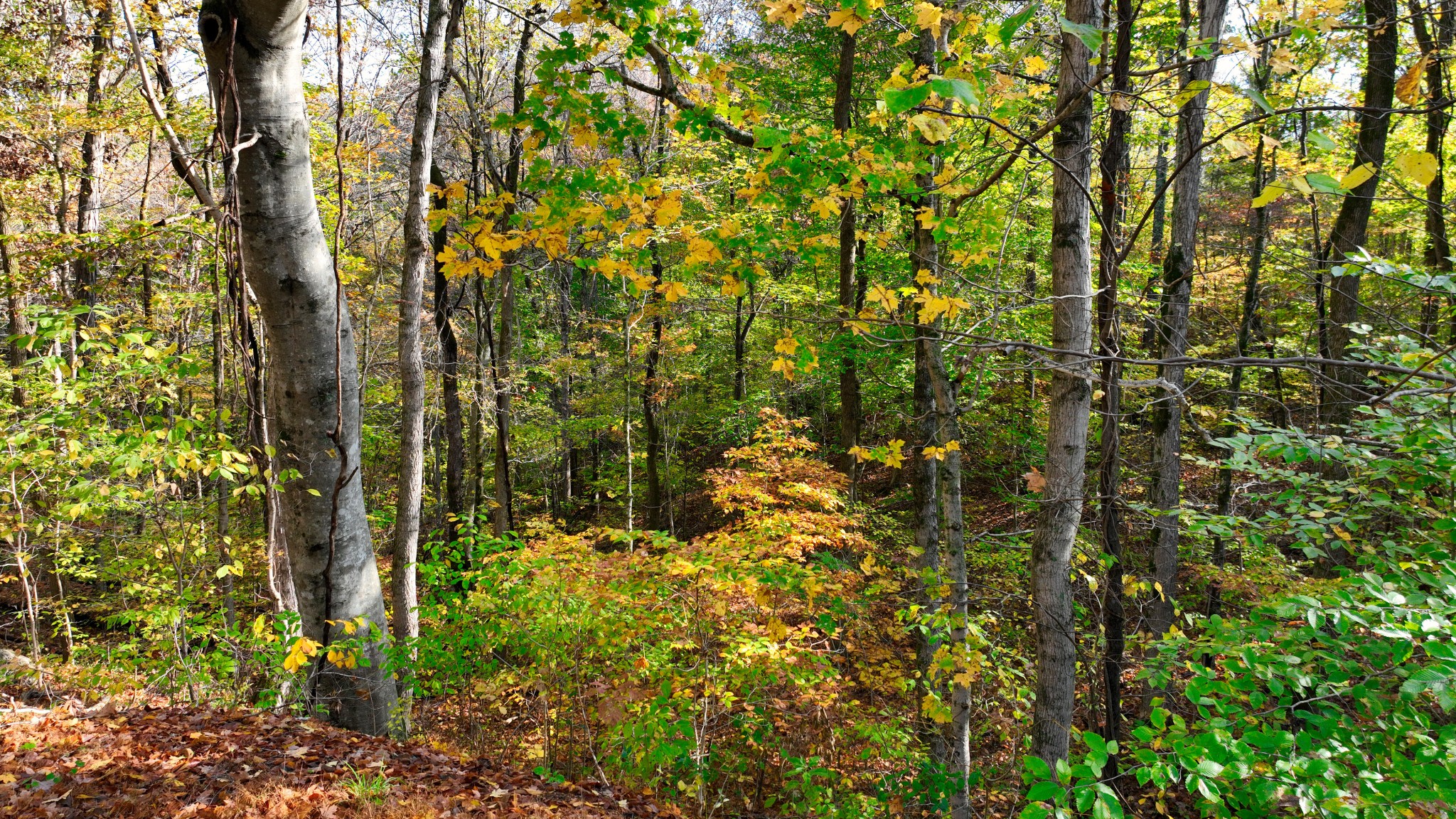 4 Shiloh Canaan Road Palmyra, TN 37142 - Photo 4 of 8 a view of a house with a tree