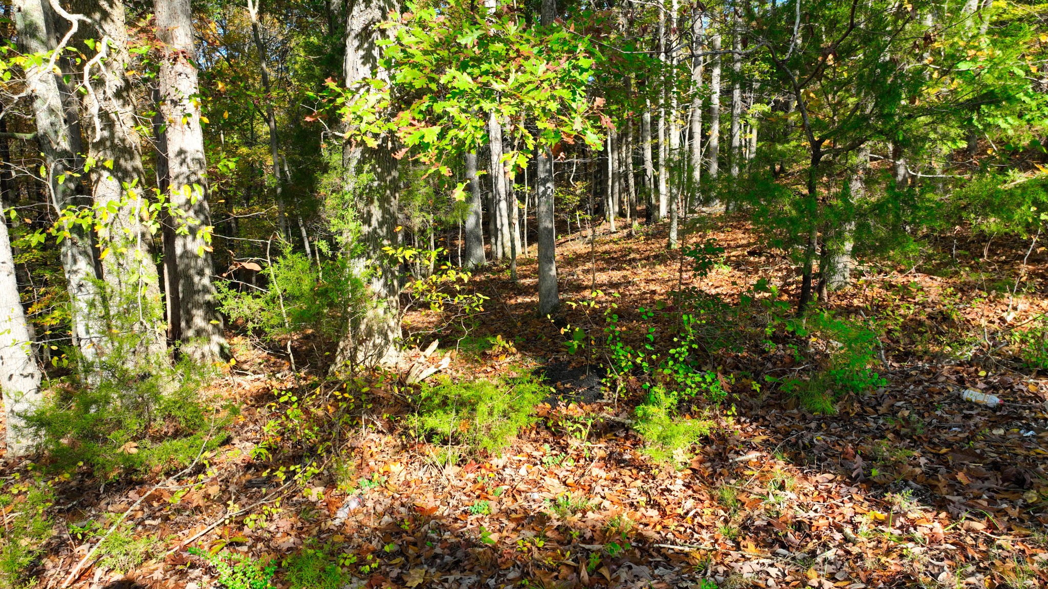4 Shiloh Canaan Road Palmyra, TN 37142 - Photo 6 of 8 a view of tree