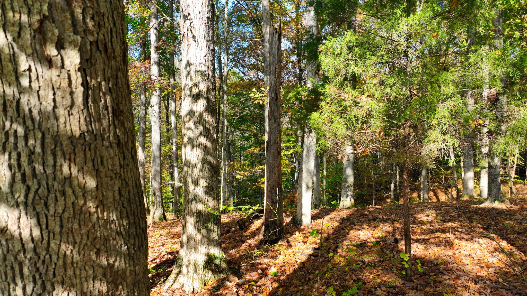 4 Shiloh Canaan Road Palmyra, TN 37142 - Photo 7 of 8 a backyard of a house with lots of green space and trees