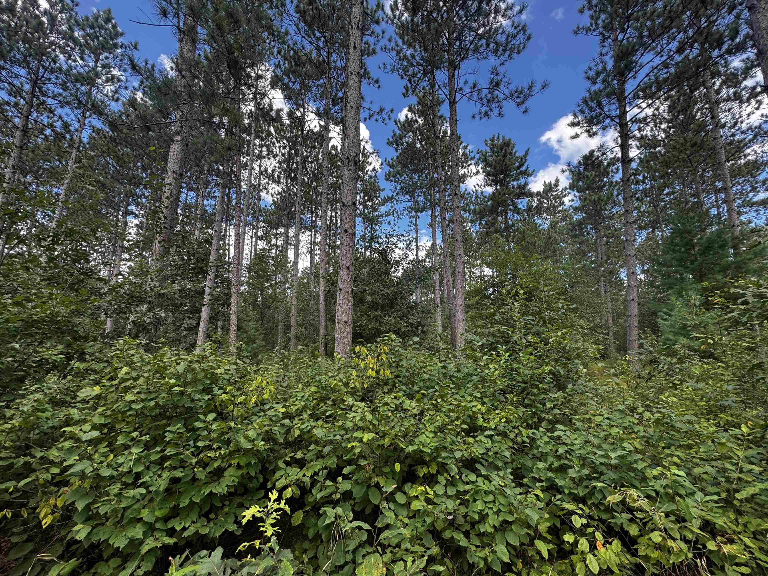 80-ac 80-ac 13th Avenue Arkdale, WI 54613 - Photo 14 of 35