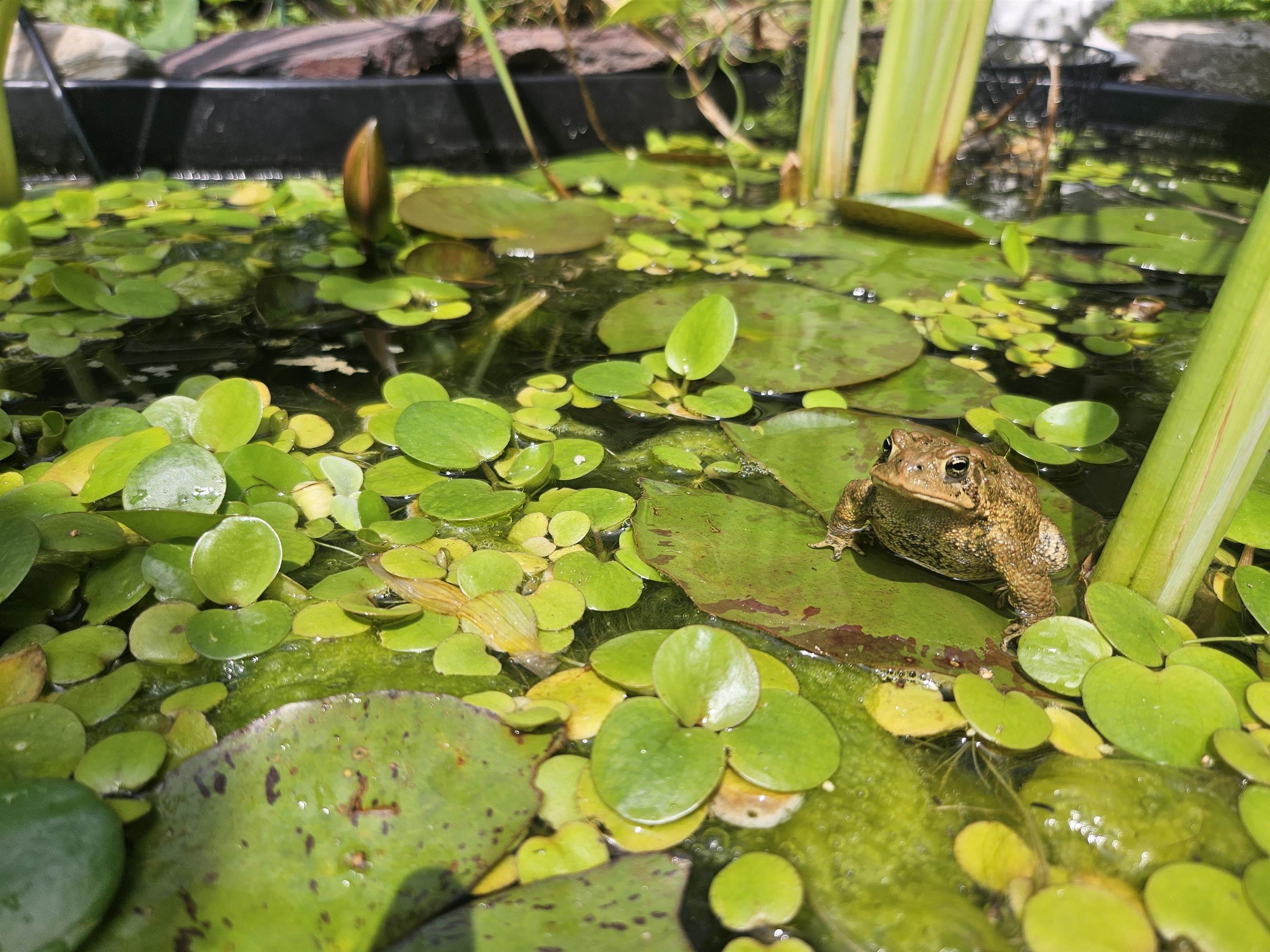 213 Highland Street Mount Horeb, WI 53572 - Photo 66 of 70